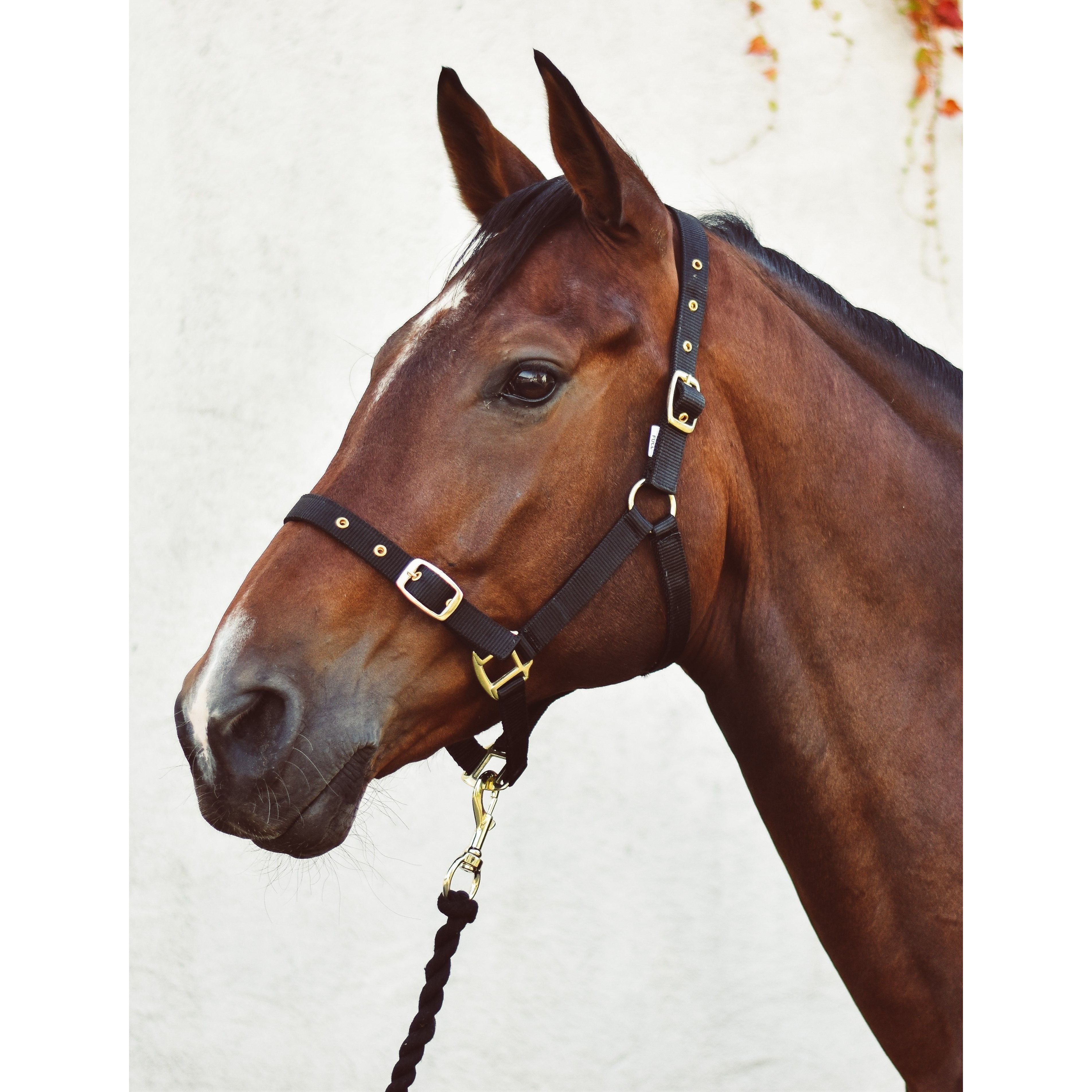 Equisential Economy Headcollar