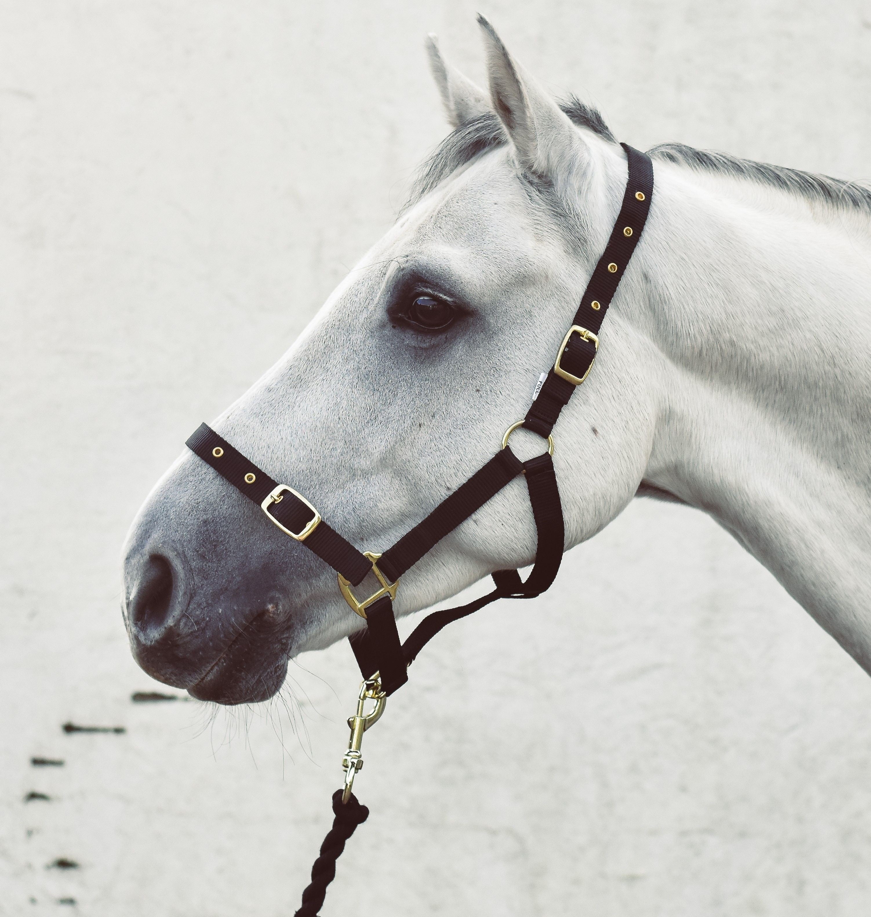 Equisential Economy Headcollar
